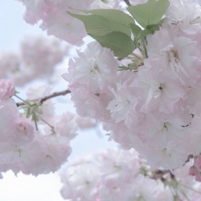 Furry绘画质感灵感福瑞交流群